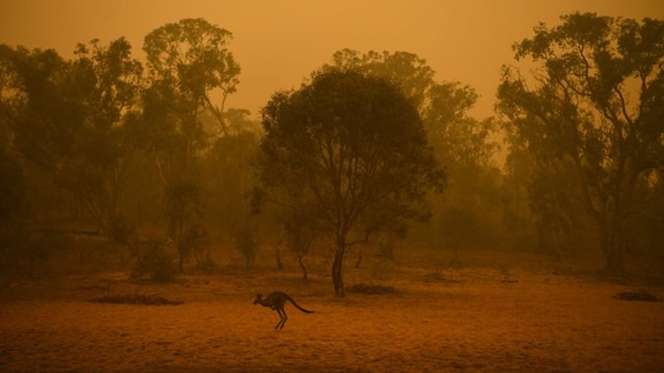 Auf der Flucht vor den Flammen: Ein Känguru im Buschland nahe Canberra.