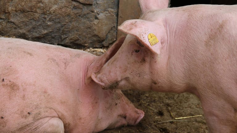 Zwei Freilandschweine: Die niedersächsische Landwirtschaftsministerin schlägt eine Sondersteuer vor.