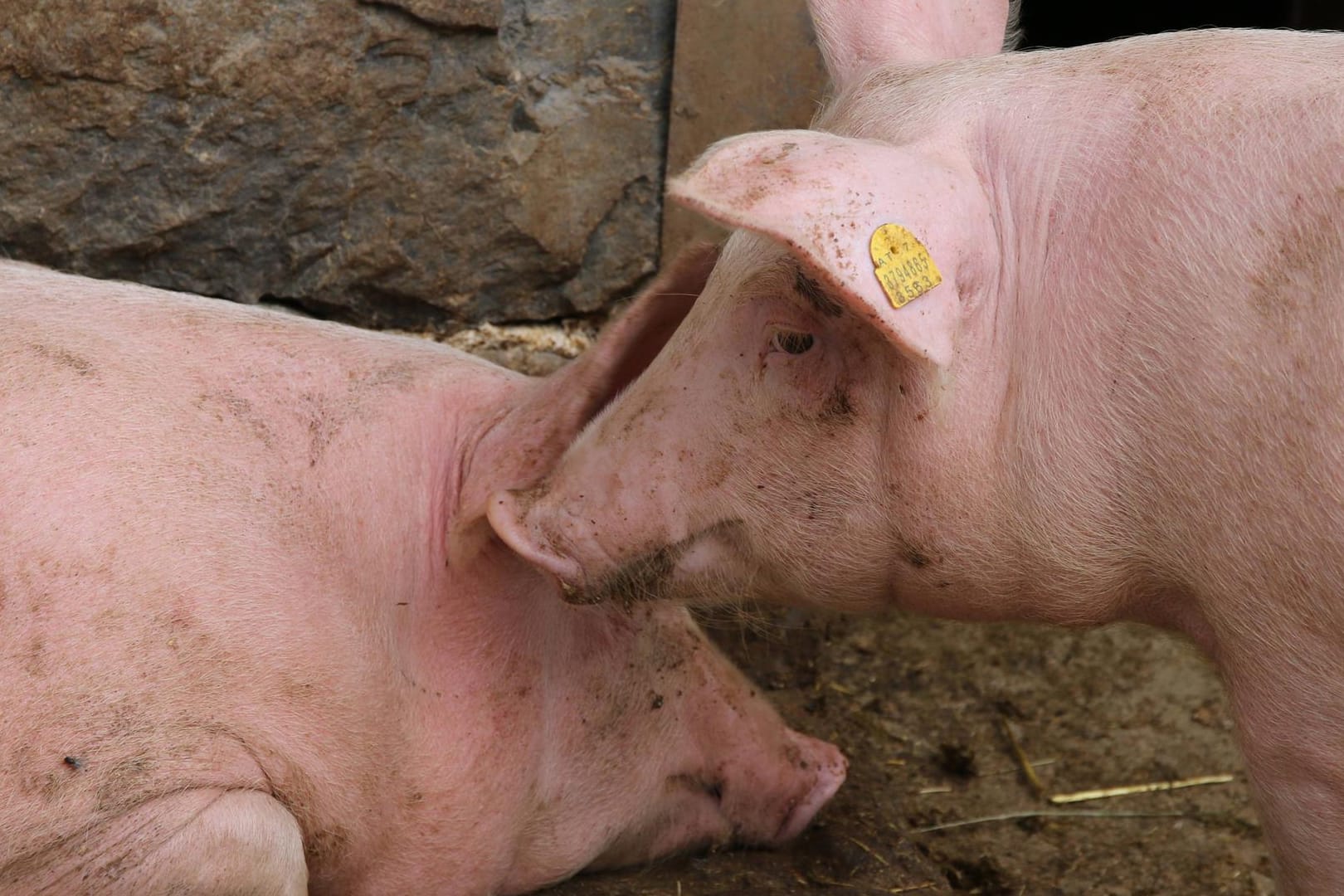 Zwei Freilandschweine: Die niedersächsische Landwirtschaftsministerin schlägt eine Sondersteuer vor.