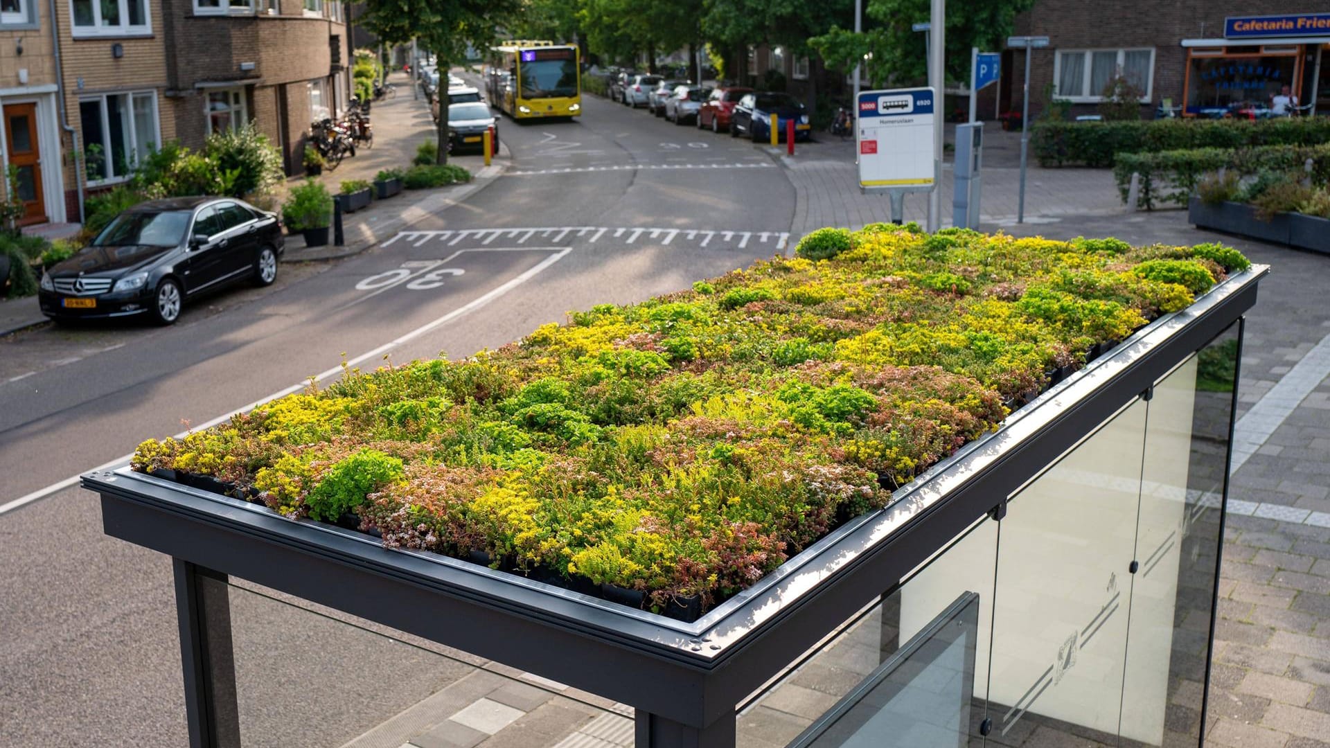 Eine bepflanzte Bushaltestelle in Utrecht: Die Stadt Frankfurt am Main prüft in einem Pilotprojekt, ob das auch hier möglich wäre.