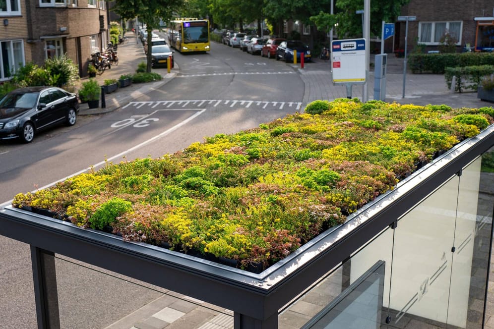 Eine bepflanzte Bushaltestelle in Utrecht: Die Stadt Frankfurt am Main prüft in einem Pilotprojekt, ob das auch hier möglich wäre.
