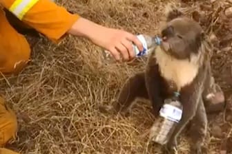 Ein Koala trinkt Wasser aus einer Flasche, die ein Feuerwehrmann ihm hinhält: Das Video von dem durstigen Tiere ging um die ganze Welt.