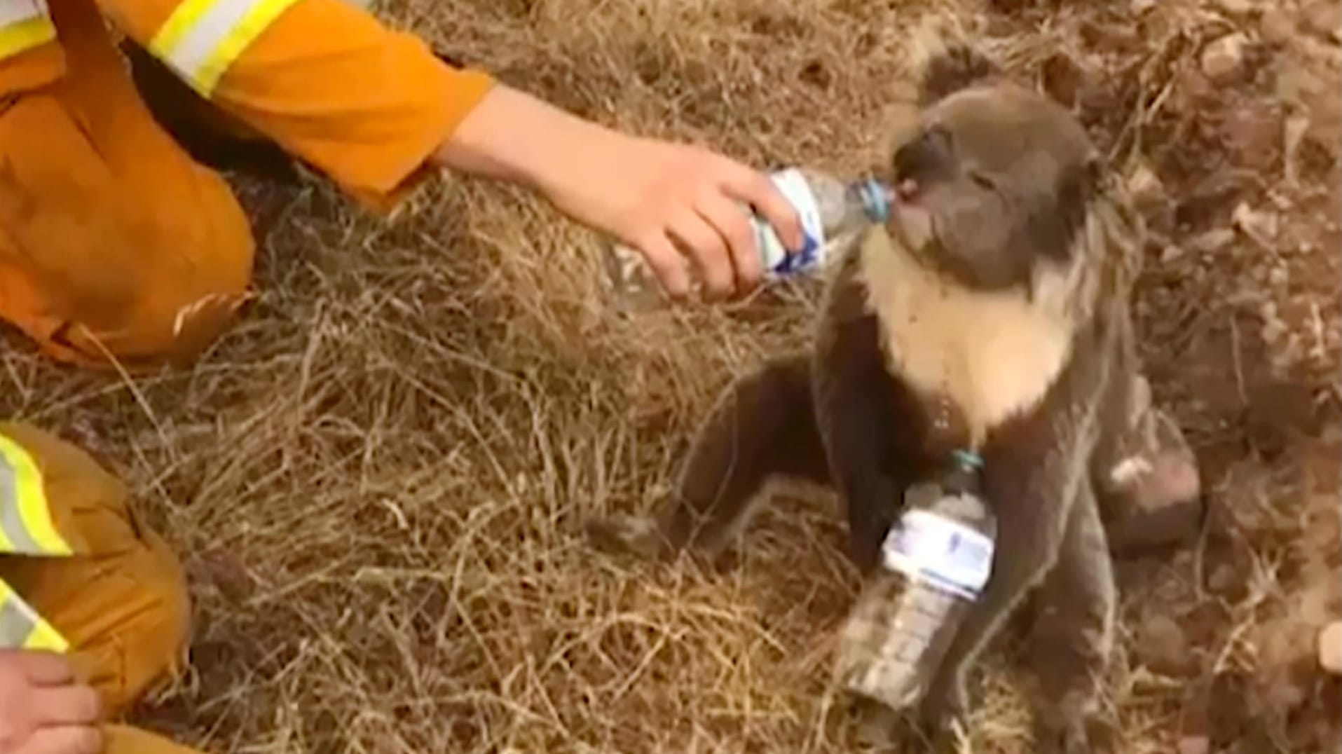 Ein Koala trinkt Wasser aus einer Flasche, die ein Feuerwehrmann ihm hinhält: Das Video von dem durstigen Tiere ging um die ganze Welt.