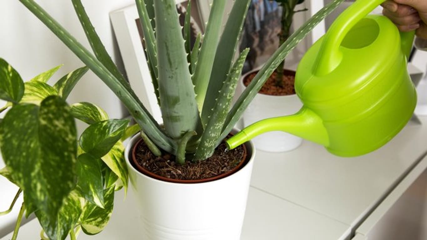 Zimmerpflanzen wie Aloe vera können Schadstoffe aus der Luft filtern und das Raumklima verbessern.