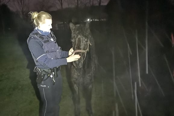 Eine Polizistin streichelt ein Pony: In Hagen sind sechs Shetlandponys von ihrer Koppel entlaufen.