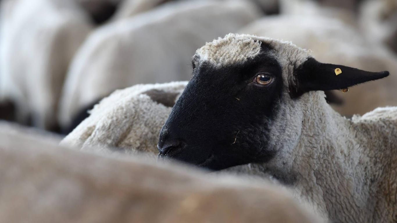 Schafe in einem Stall: Noch ist unklar, wie das Feuer ausbrechen konnte. (Symbolbild)
