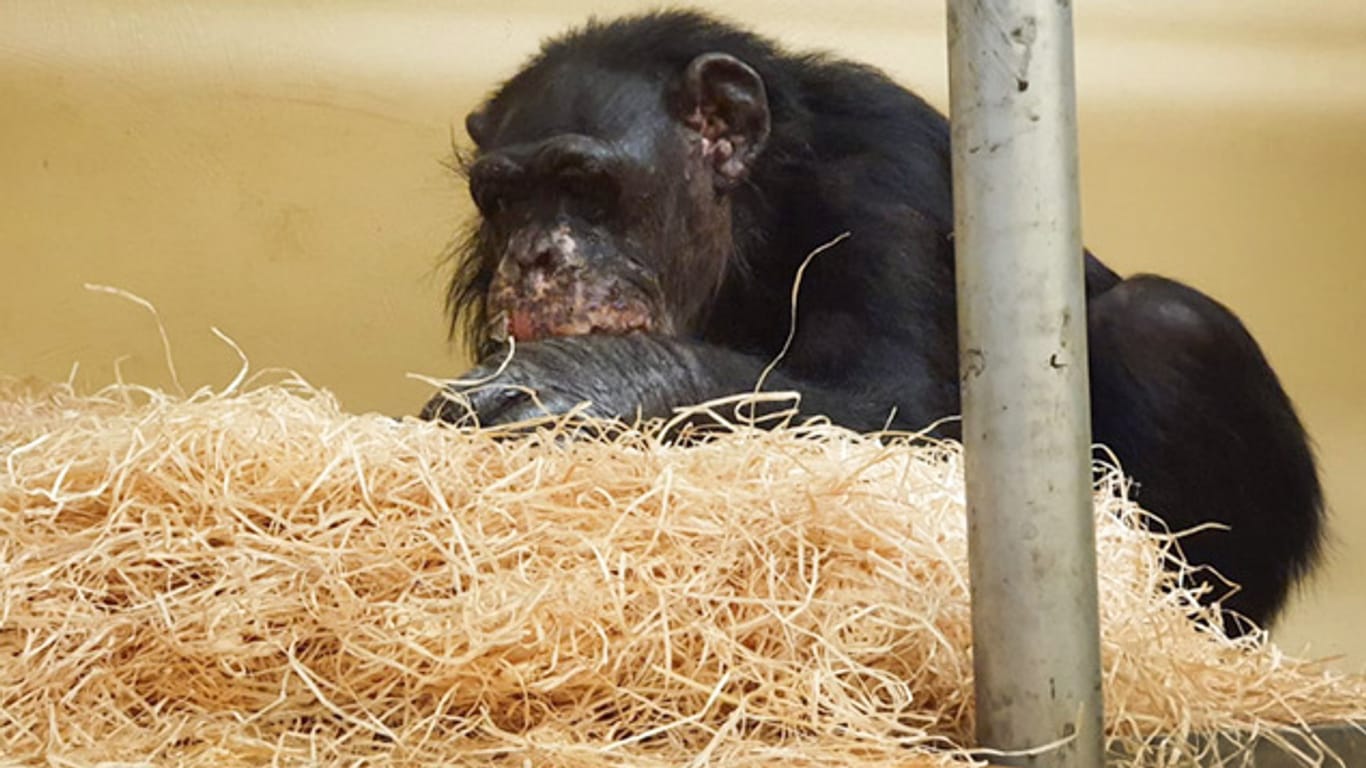 Der Schimpanse Bally nach dem Brand im Krefelder Zoo: Den zwei überlebenden Affen geht es gut.