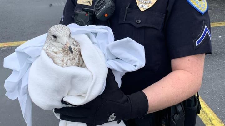 Polizistin hält verletzte Möwe: Die Beamten sammelten die toten und verletzten Tiere ein.