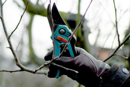 Kleinwüchsige Sorten sollte man besser kräftiger schneiden - dabei geht man am besten von oben nach unten vor.