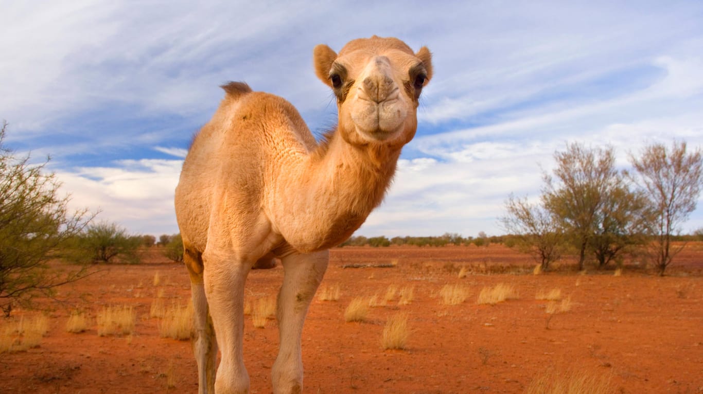 Einhöckriges Kamel in Australien: Zehntausend Tiere sollen erschossen werden. (Archivbild)
