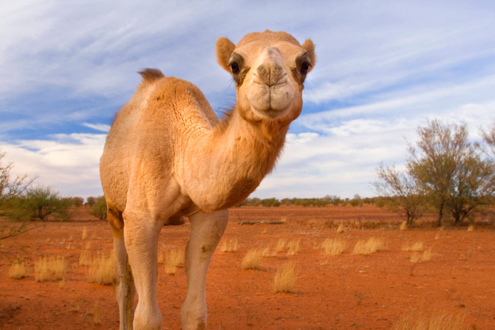 Einhöckriges Kamel in Australien: Zehntausend Tiere sollen erschossen werden. (Archivbild)