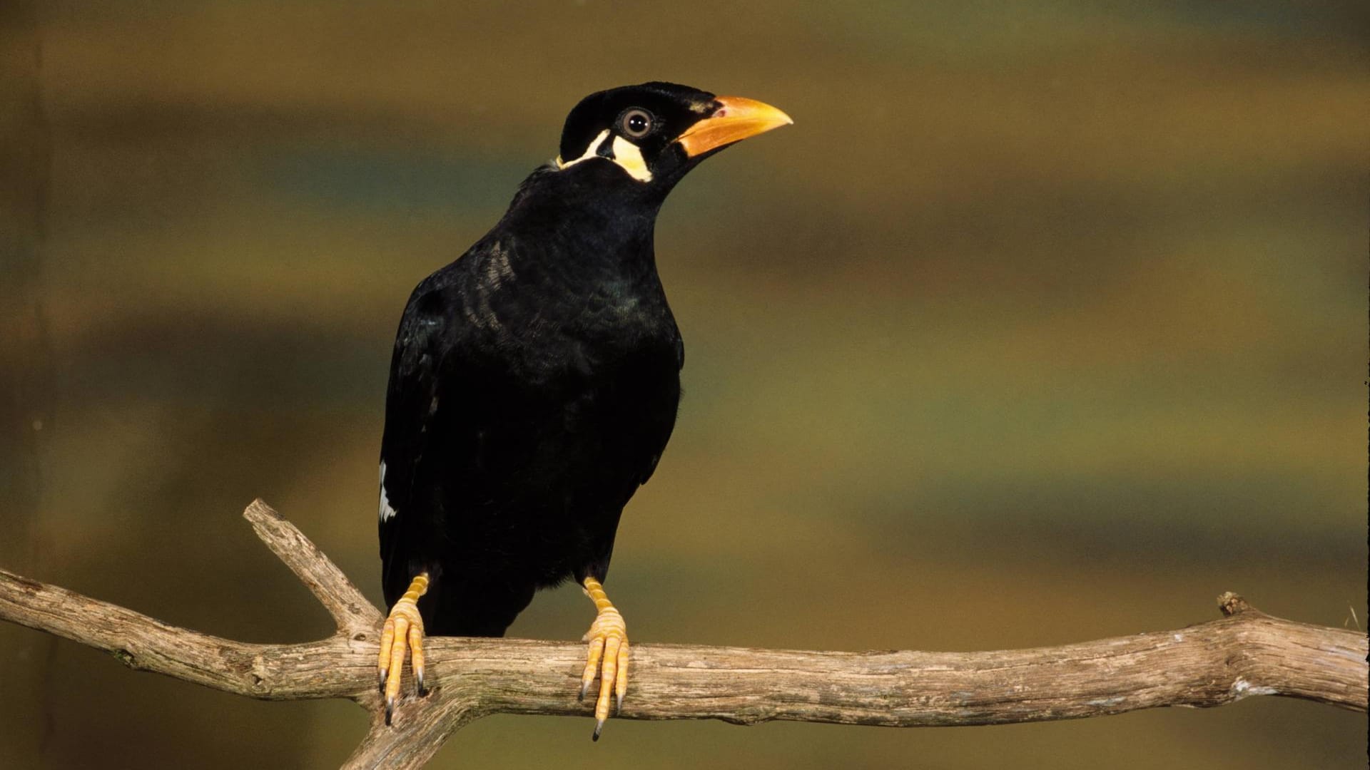 Zootier 2020: Dieser Vogel ist vor allem wegen seiner bemerkenswerten Sprachbegabung bekannt.