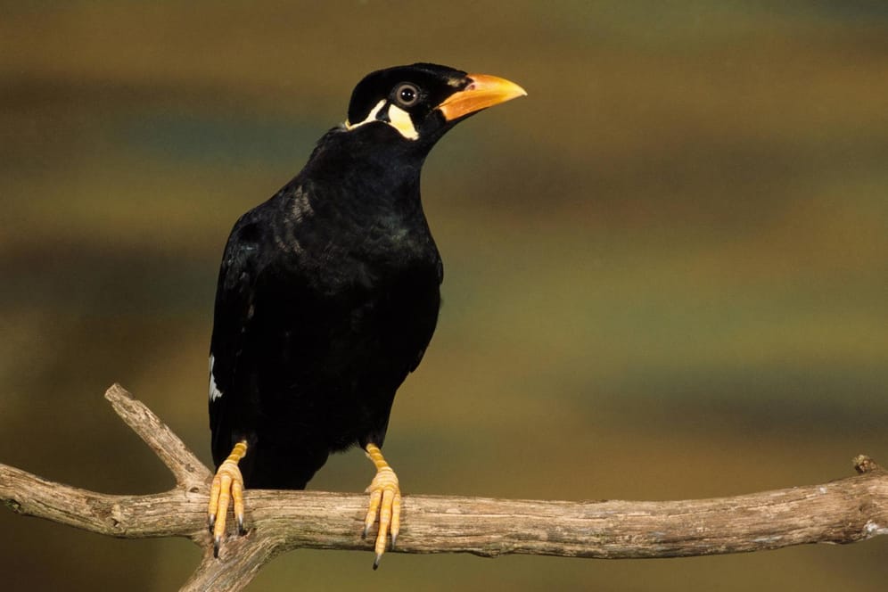 Zootier 2020: Dieser Vogel ist vor allem wegen seiner bemerkenswerten Sprachbegabung bekannt.