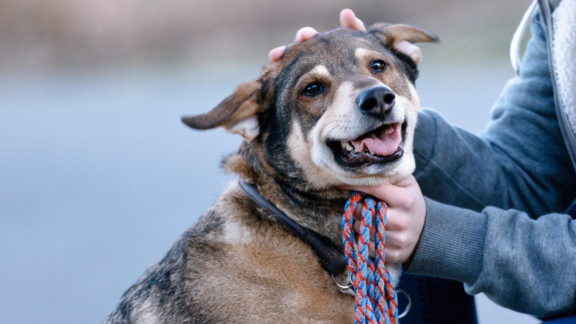 Hund: Ob Hündin oder Kätzchen – bei beiden Haustierarten lag der Name Luna im Jahr 2019 ganz vorne.