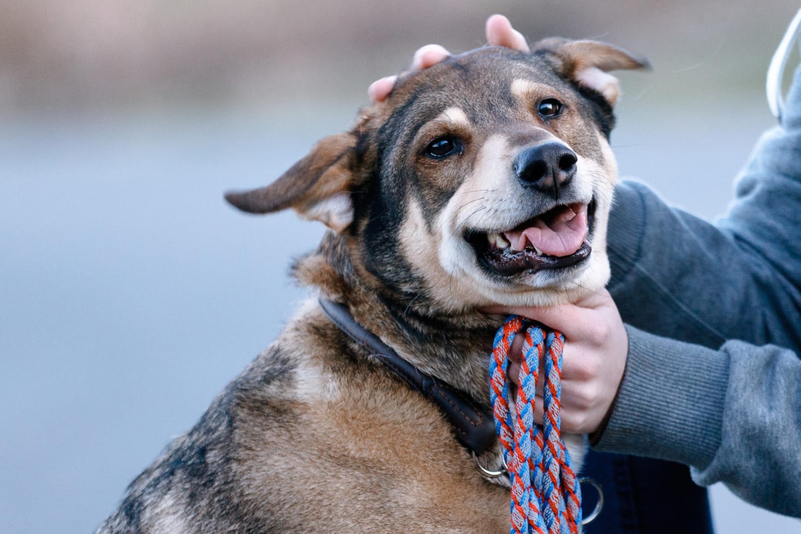 Hund: Ob Hündin oder Kätzchen – bei beiden Haustierarten lag der Name Luna im Jahr 2019 ganz vorne.