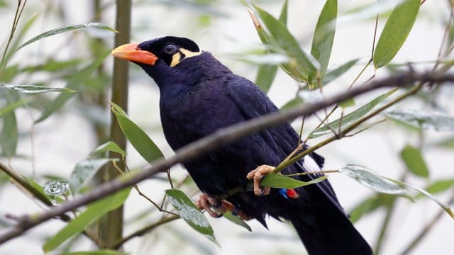 Ein Beo im Vogelpark Marlow in Mecklenburg-Vorpommern.