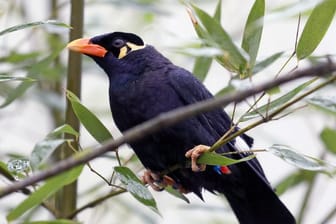 Ein Beo im Vogelpark Marlow in Mecklenburg-Vorpommern.