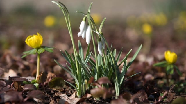 Blumen: Winterlinge und Schneeglöckchen sind die Ersten unter den Frühblüher.