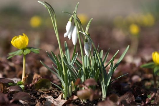 Blumen: Winterlinge und Schneeglöckchen sind die Ersten unter den Frühblüher.