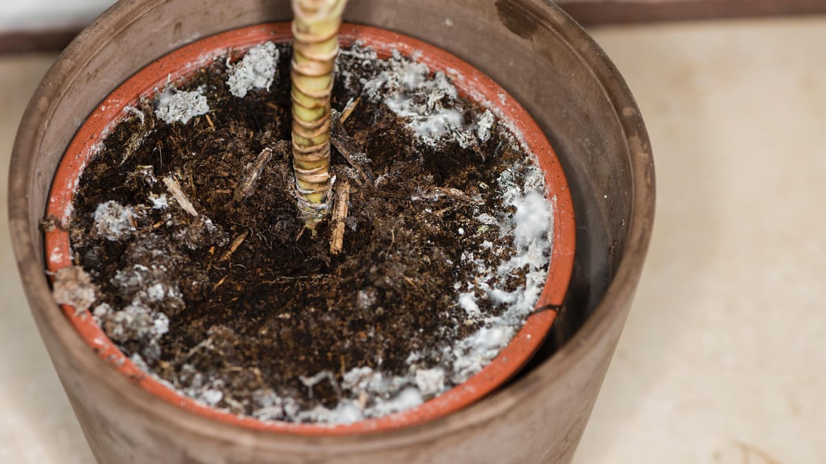 Blumenerde weiß Ist das Schimmel oder Kalk?