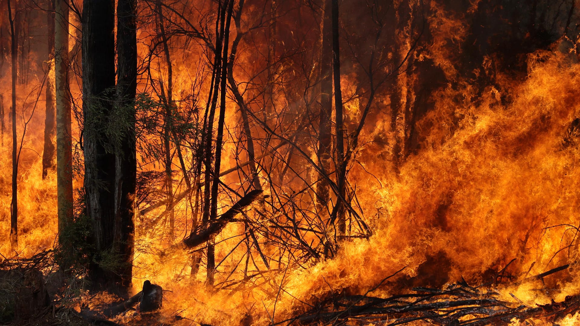 Buschbrände in Australien: Der Kontinent steht in vielen Regionen in Flammen.