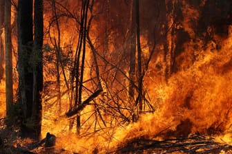 Buschbrände in Australien: Der Kontinent steht in vielen Regionen in Flammen.
