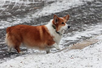 Ein Hund auf einer verschneiten Straße: Auch in Wuppertal sollten Hundehalter wegen der Staupe-Krankheit vorsichtig sein (Symbolbild).