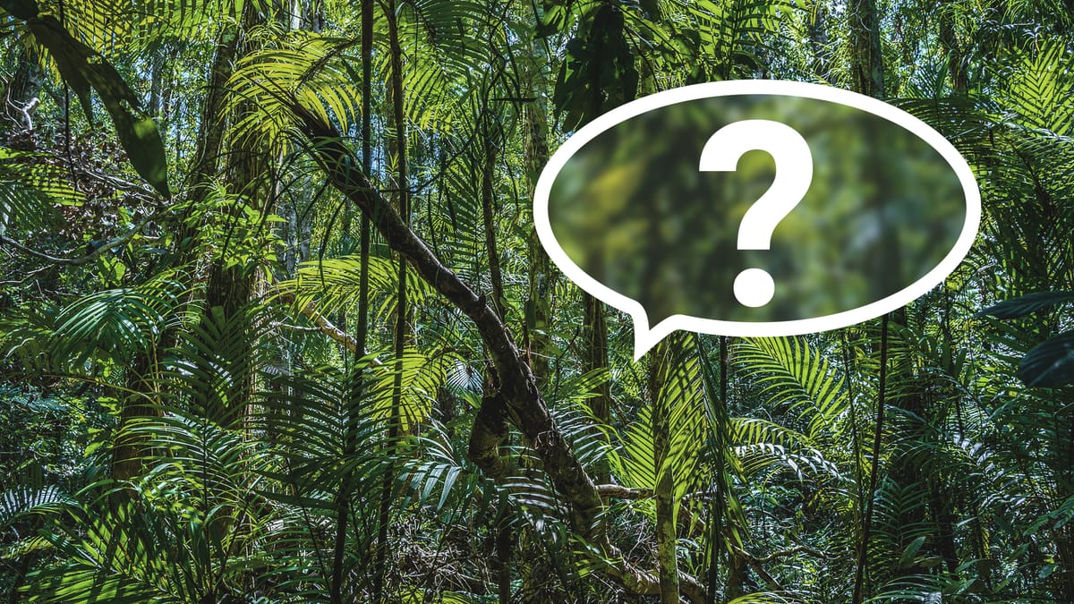 Dschungelcamp im Quiz Wer hat es gesagt? Das ZitateQuiz für die Kenner!