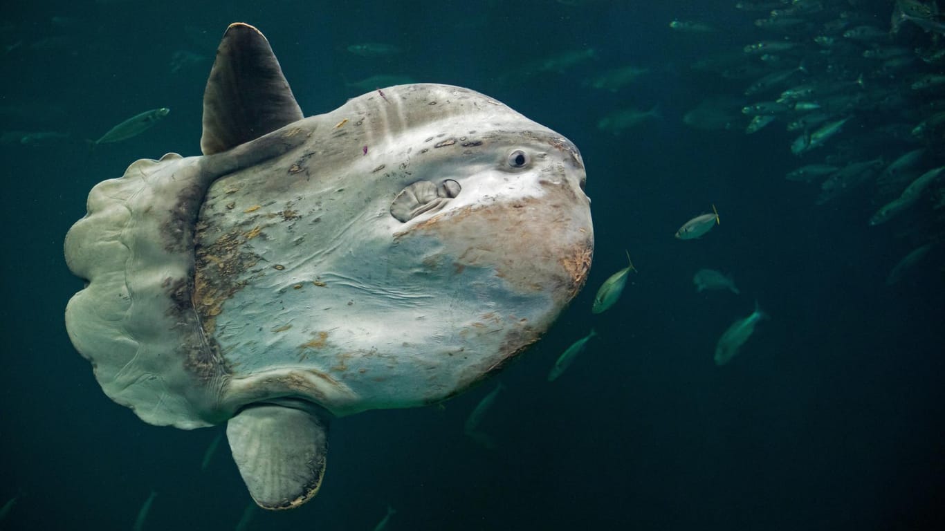 Ein lebender Mondfisch in freier Wildbahn: Die Tiere werden über 2,5 Meter lang.