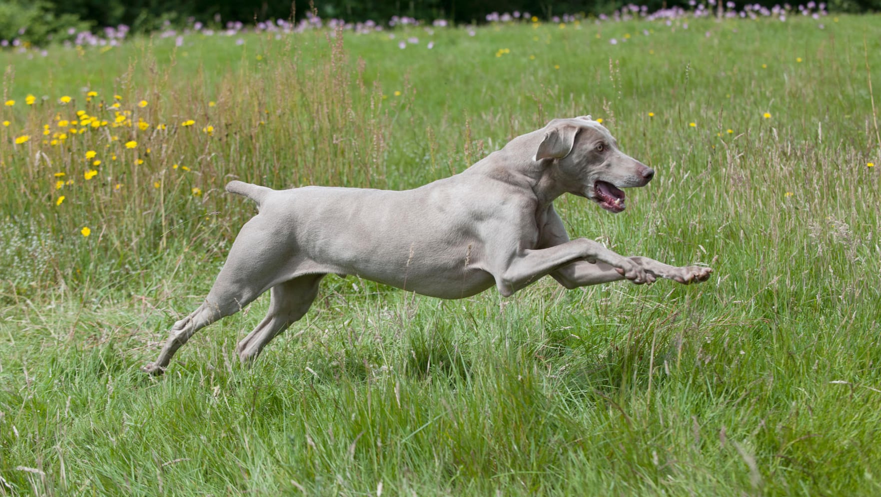 Ein Weimaraner Hund: Die Tiere sind beliebte Jagdhunde. (Symbolbild)