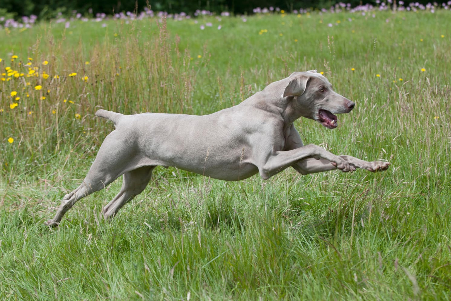 Ein Weimaraner Hund: Die Tiere sind beliebte Jagdhunde. (Symbolbild)