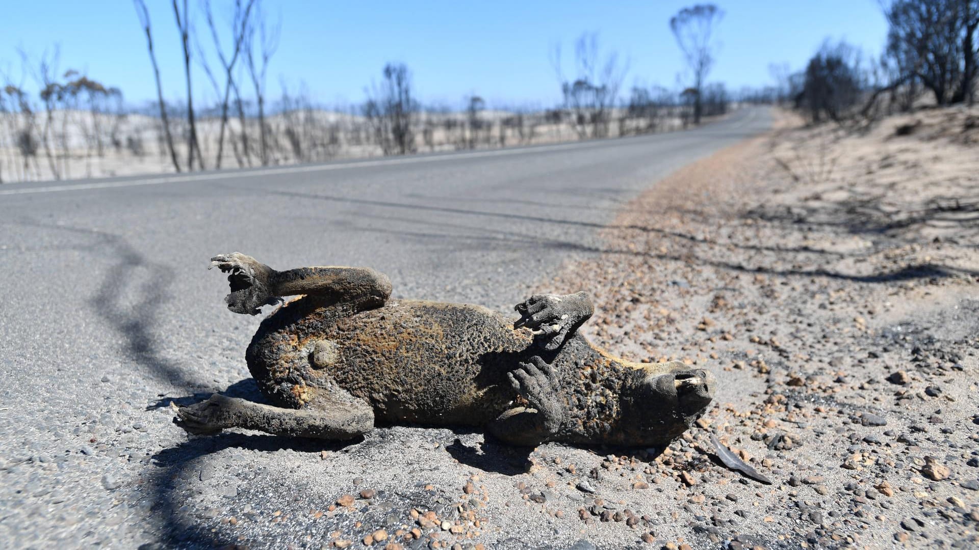 Viele Tiere werden zum Opfer der Flammen.