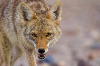 Ein Kojote: In Chicago werden die Wildtiere häufiger gesichtet. (Symbolbild)