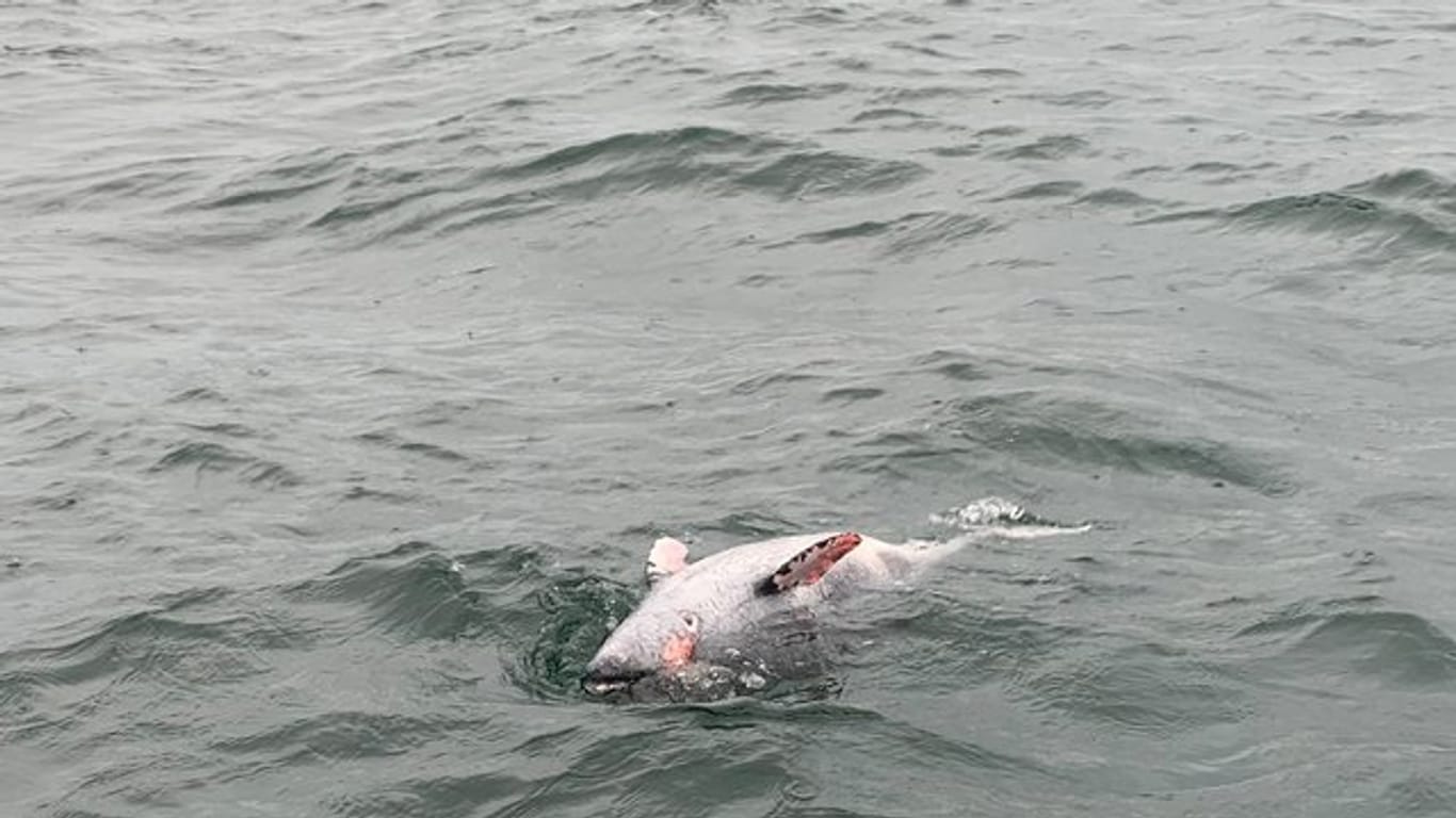 Ein toter Schweinswal treibt im Meer: 18 Tiere starben nach einer Minensprengung.