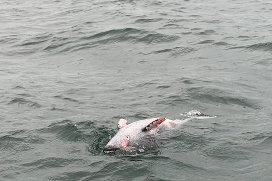 Ein toter Schweinswal treibt im Meer: 18 Tiere starben nach einer Minensprengung.