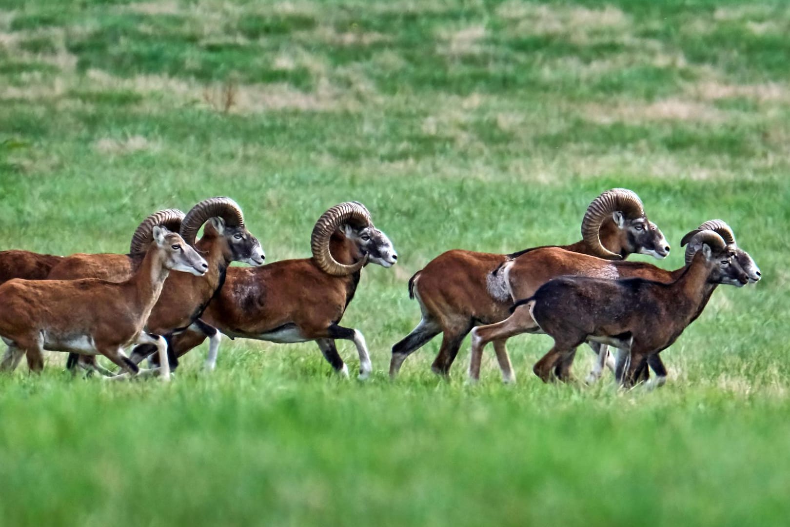 Europäische Mufflons: Eine Herde der Tiere sorgt in Bielefeld für Diskussionen (Symbolbild).