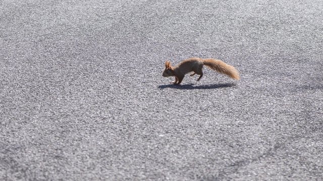 Eichhörnchen sind drollig anzusehen, doch wer eines mit dem Auto überrollt, sollte sich besser nicht mit gut gemeinten Rettungsaktionen in Gefahr bringen, warnt der ADAC. Eichhörnchen sind drollig anzusehen, doch wer eines mit dem Auto überrollt, sollte sich besser nicht mit gut gemeinten Rettungsaktionen in Gefahr bringen, warnt der ADAC.