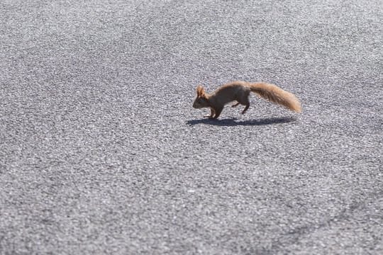 Eichhörnchen sind drollig anzusehen, doch wer eines mit dem Auto überrollt, sollte sich besser nicht mit gut gemeinten Rettungsaktionen in Gefahr bringen, warnt der ADAC.