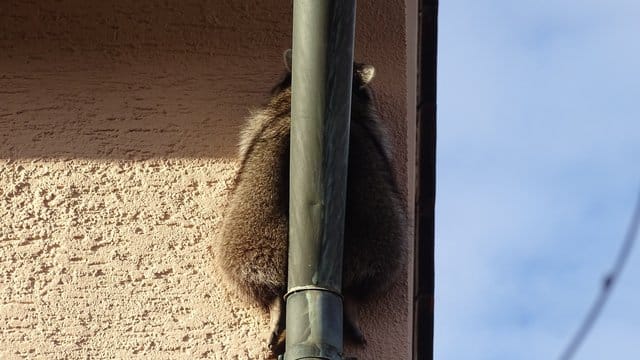 Der eingeklemmte Waschbär: Das Tier steckte zwischen Dachrinnenrohr und Hauswand fest.