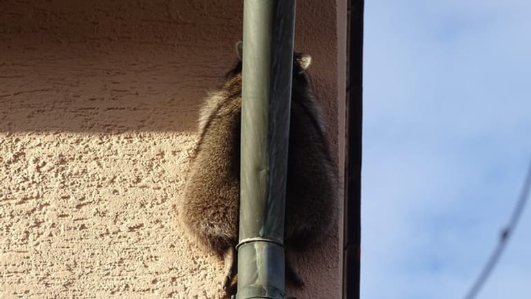 Der eingeklemmte Waschbär: Das Tier steckte zwischen Dachrinnenrohr und Hauswand fest.