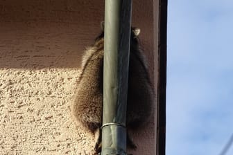 Der eingeklemmte Waschbär: Das Tier steckte zwischen Dachrinnenrohr und Hauswand fest.