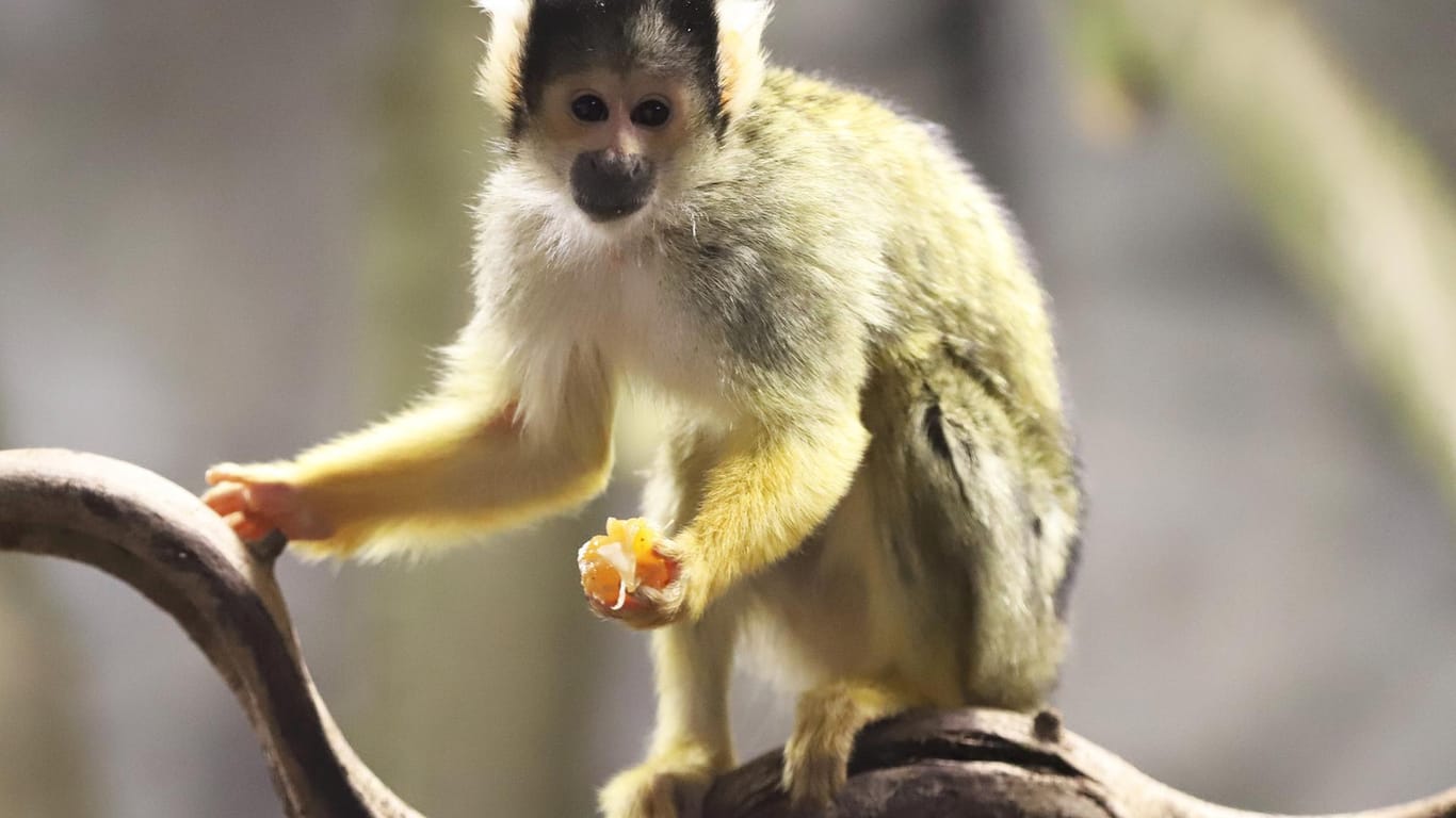 Ein Affe auf einem Ast: Der Zoo Karlsruhe hat ein neues Gehege vorgestellt.