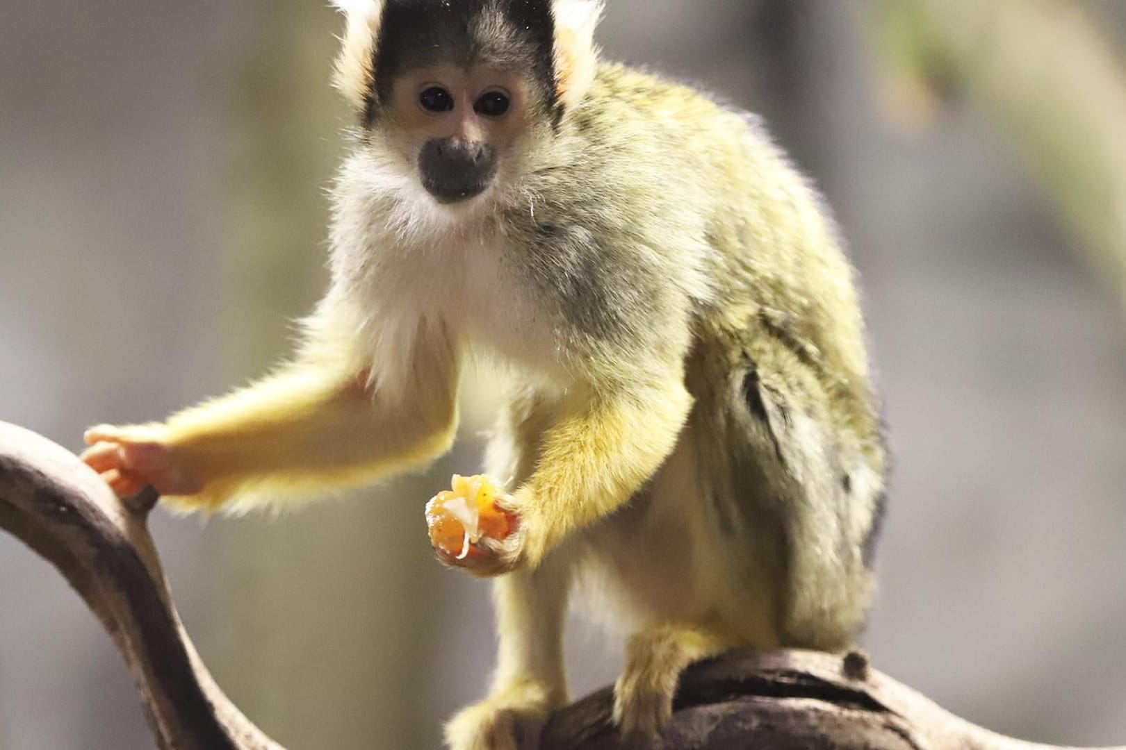 Ein Affe auf einem Ast: Der Zoo Karlsruhe hat ein neues Gehege vorgestellt.