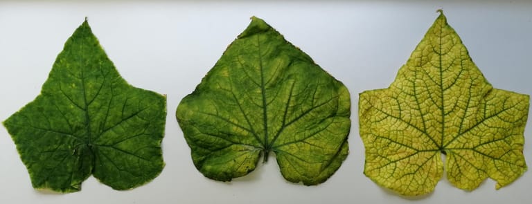 Blätter der Gurkenpflanze: Das Virus lässt sie verkümmern, sodass sie kaum noch Früchte tragen.