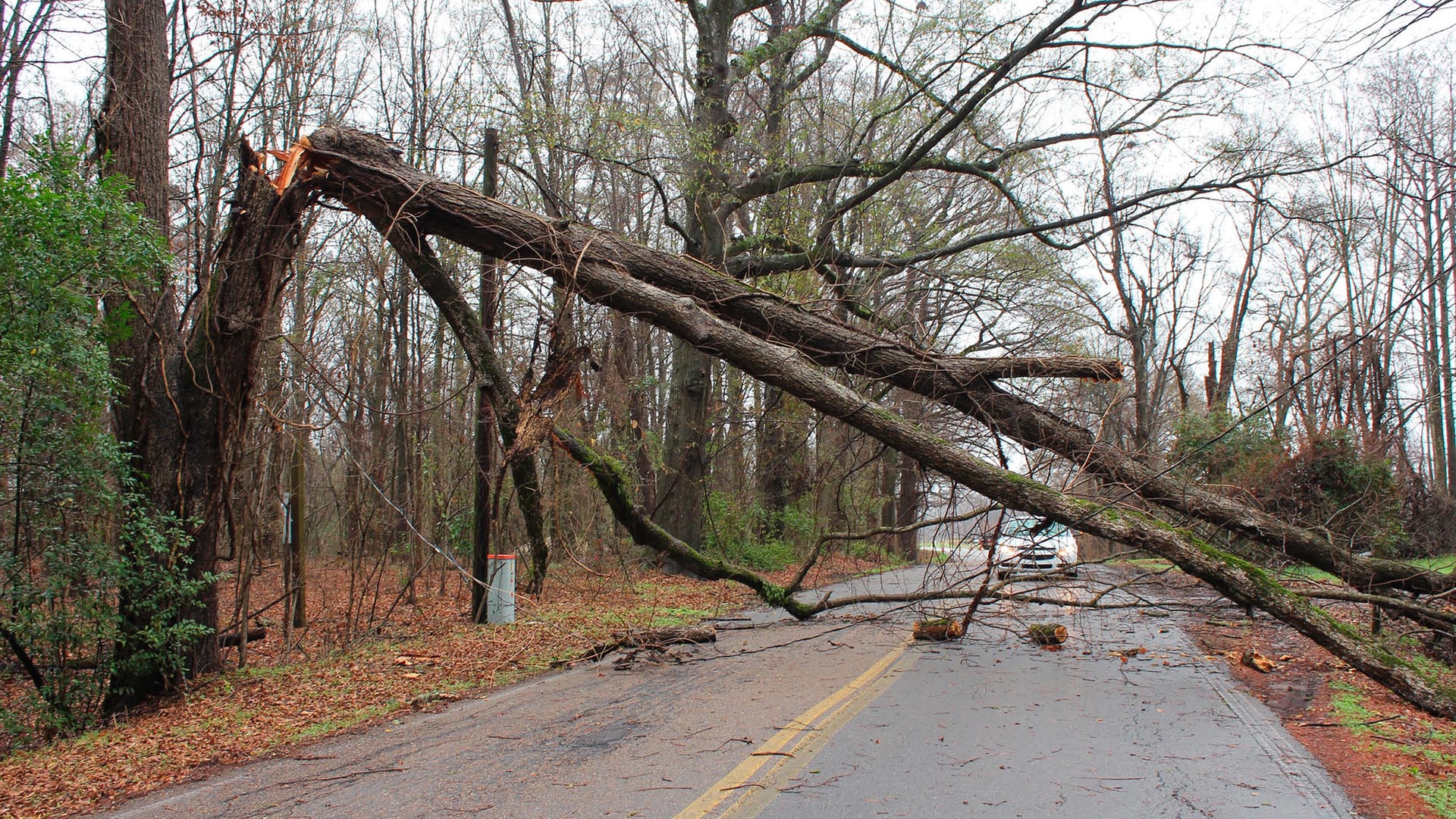 Ein umgeknickter Baum versperrt eine Straße in South Carolina, USA: In vier Bundesstaaten des Landes ist es durch den Sturm zu Todesopfern gekommen. Ein umgeknickter Baum versperrt eine Straße in South Carolina, USA: In vier Bundesstaaten des Landes ist es durch den Sturm zu Todesopfern gekommen.