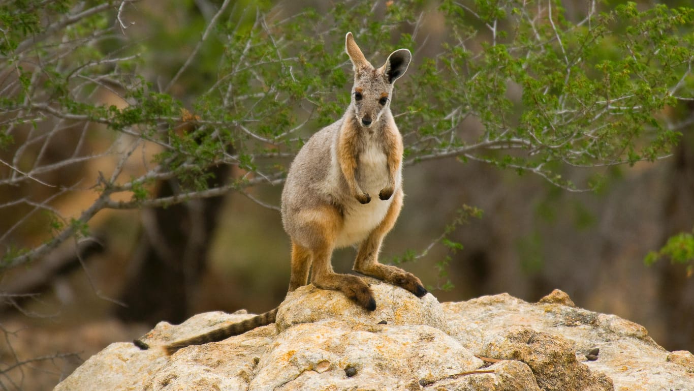 Ein Felsenkänguru: Die kleinen Tiere sind bedroht – auch ohne die verheerenden Folgen der Buschfeuer.