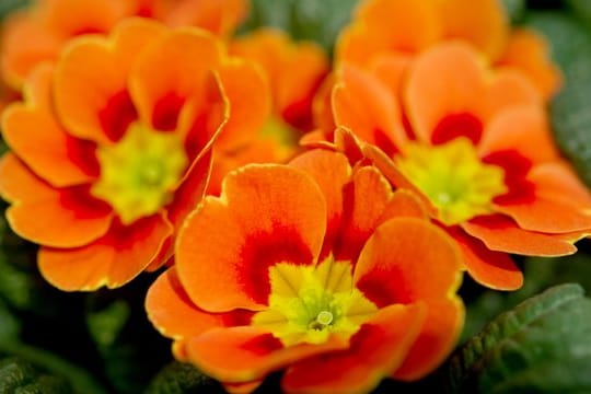 Primeln bringen früh Farbe ins Beet.