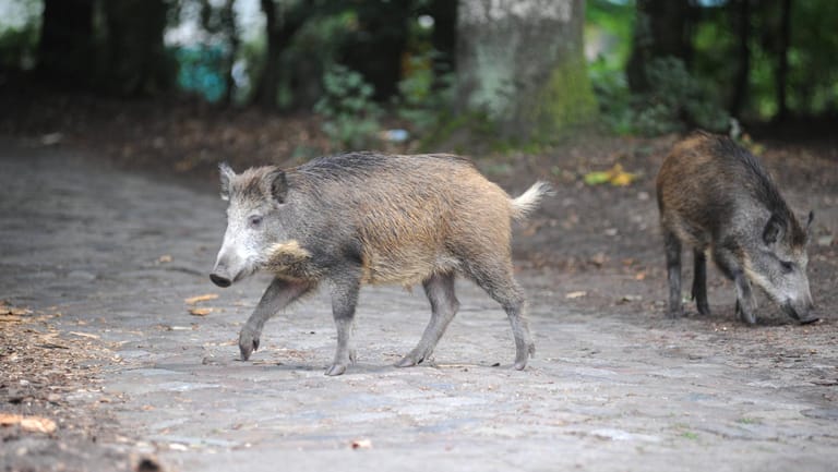 Zwei Wildschweine in einem Park: Die Wildtiere werden immer wieder in besiedelten Gebieten gesichtet. (Symbolbild)