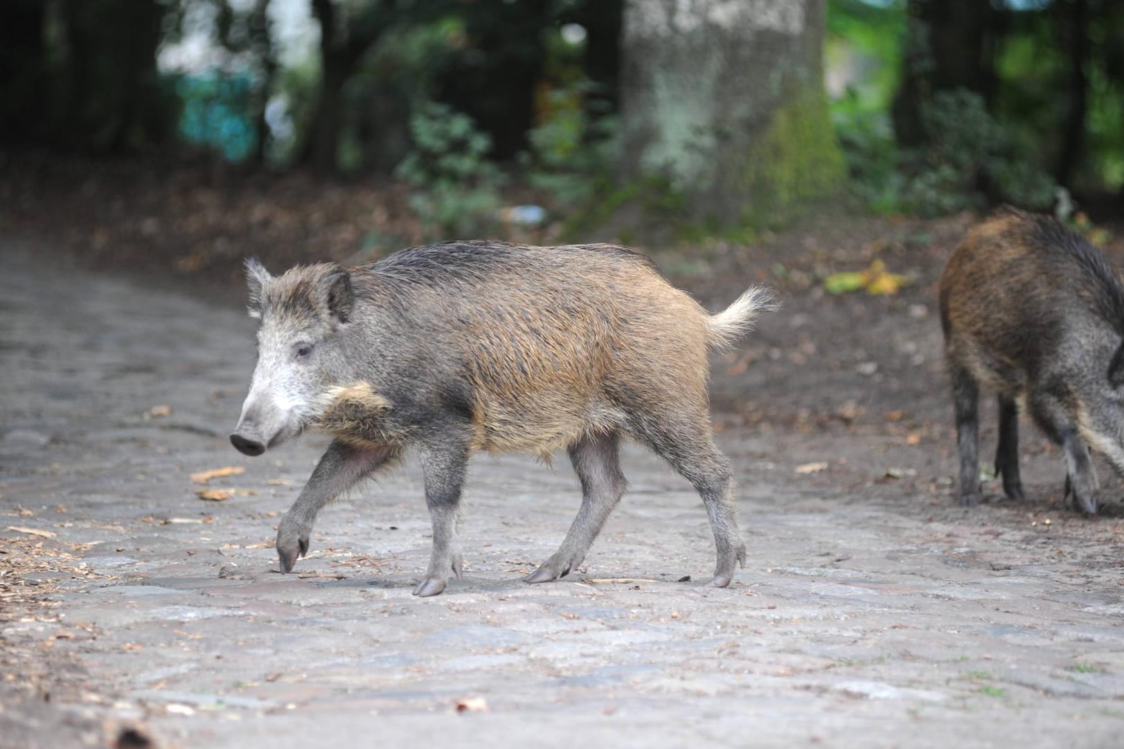 Zwei Wildschweine in einem Park: Die Wildtiere werden immer wieder in besiedelten Gebieten gesichtet. (Symbolbild)