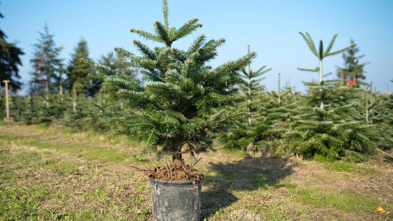 Nordmanntanne im Topf: Ist es erlaubt, den Baum nach dem Weihnachtsfest in die freie Natur zu verpflanzen?